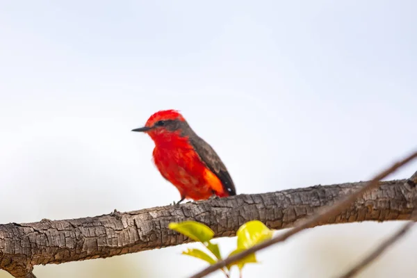 Маленькая Красная Птичка Известная Принц Pyrocephalus Rubinus Сидящая Сухом Дереве — стоковое фото