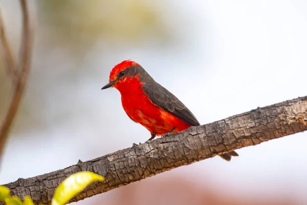 Petit Oiseau Rouge Connu Sous Nom Prince Pyrocephalus Rubinus Perché — Photo