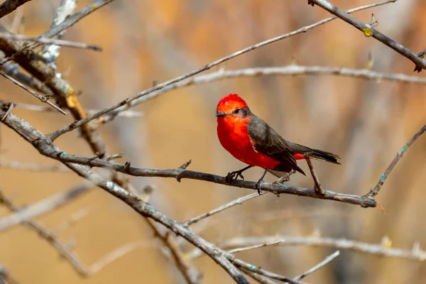 Liten Röd Fågel Som Kallas Prins Pyrocephalus Rubinus Sitter Uppe — Stockfoto