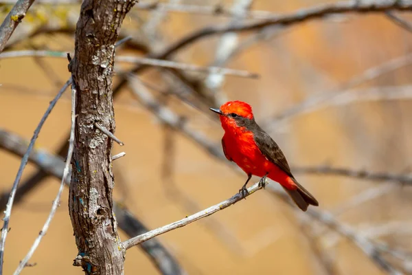 Маленькая Красная Птичка Известная Принц Pyrocephalus Rubinus Сидящая Сухом Дереве — стоковое фото