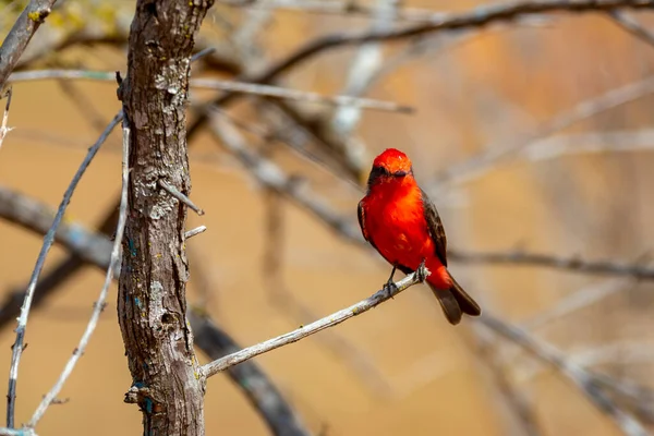Malý Červený Ptáček Známý Jako Princ Pyrocephalus Rubinus Sedí Suchém — Stock fotografie