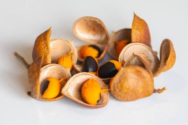 Çok nadir ve egzotik tropikal meyveler. Botanik tanımlama bulunamadı.