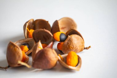 Çok nadir ve egzotik tropikal meyveler. Botanik tanımlama bulunamadı.