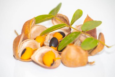 Çok nadir ve egzotik tropikal meyveler. Botanik tanımlama bulunamadı.