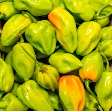 Acı biber grubu (Capsicum chinense Adjuma) seçici odak ve ince detay 