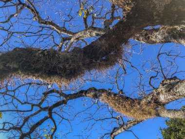 Mavi arkaplanda birçok ince dalları olan kuru ağaç