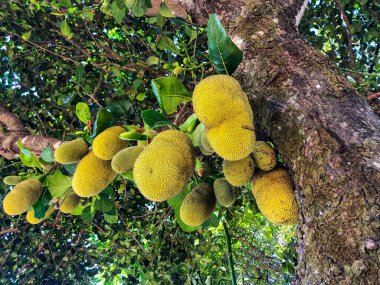 Jackfruit bilimsel adı Artocarpus heterophyllus, Jackfruit asılıyor..
