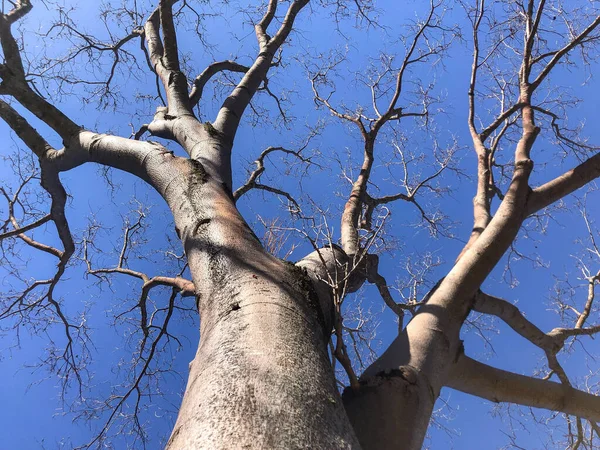 Trockener Baum Mit Vielen Dünnen Ästen Auf Blauem Himmel Hintergrund — Stockfoto