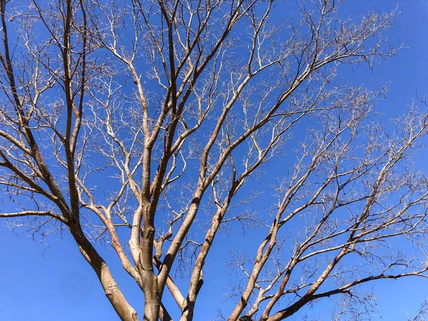 Mavi Arkaplanda Birçok Ince Dalları Olan Kuru Ağaç — Stok fotoğraf