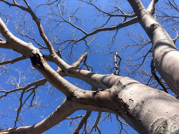 青空の背景に多くの薄い枝を持つ乾燥した木 — ストック写真
