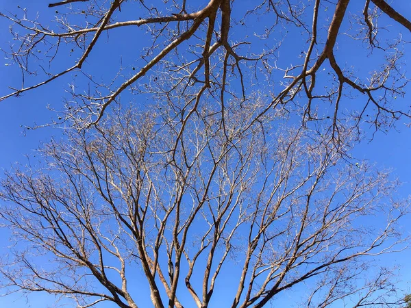 蓝天背景上有许多细枝的干枯树 — 图库照片