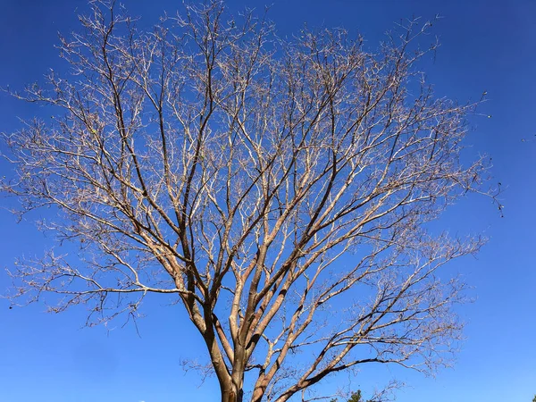 Сухое Дерево Множеством Тонких Веток Фоне Голубого Неба — стоковое фото