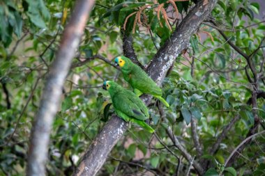 Bir çift vahşi Brezilyalı gerçek papağan (Amazona aestiva)
