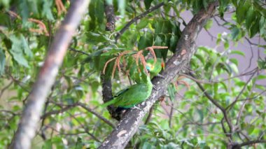 Bir çift vahşi Brezilyalı gerçek papağan (Amazona aestiva)