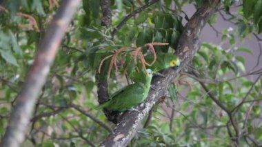 Bir çift vahşi Brezilyalı gerçek papağan (Amazona aestiva)