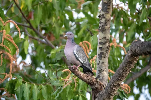 stock image South American wild pigeon (Patagioenas picazuro)