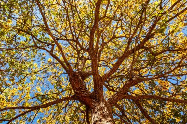 Altın trompet ağacı, nam-ı diğer Sarı Ipe. Tabebuia Alba ağacı, Handroanthus albusu. Brezilya IP 'si