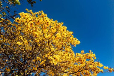 Altın trompet ağacı, nam-ı diğer Sarı Ipe. Tabebuia Alba ağacı, Handroanthus albusu. Brezilya IP 'si