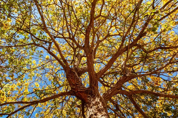 stock image Golden trumpet tree, aka Yellow Ipe. Tabebuia Alba tree, Handroanthus albus. Brazilian ip