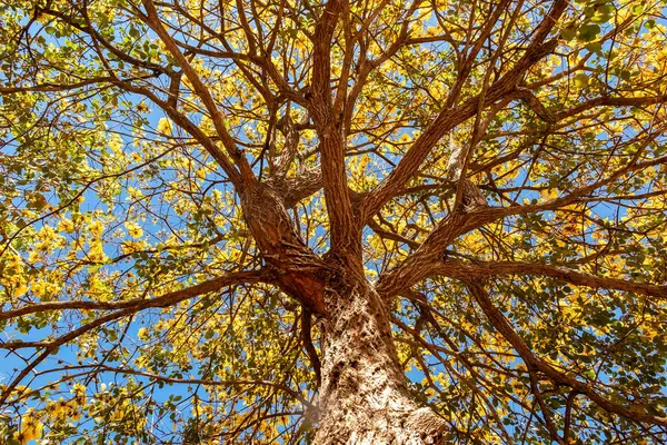 stock image Golden trumpet tree, aka Yellow Ipe. Tabebuia Alba tree, Handroanthus albus. Brazilian ip