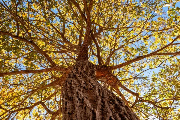 stock image Golden trumpet tree, aka Yellow Ipe. Tabebuia Alba tree, Handroanthus albus. Brazilian ip