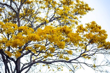 Altın trompet ağacı, nam-ı diğer Sarı Ipe. Tabebuia Alba ağacı, Handroanthus albusu. Brezilya IP 'si