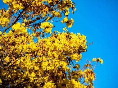 Golden trumpet tree, aka Yellow Ipe. Tabebuia Alba tree, Handroanthus albus. Brazilian ip clipart