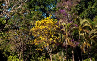 Altın trompet ağacı, nam-ı diğer Sarı Ipe. Tabebuia Alba ağacı, Handroanthus albusu. Brezilya IP 'si
