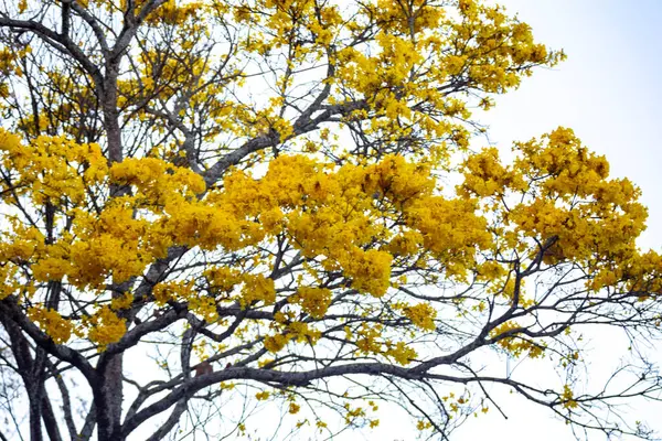 stock image Golden trumpet tree, aka Yellow Ipe. Tabebuia Alba tree, Handroanthus albus. Brazilian ip