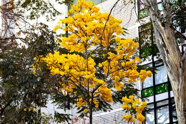 stock image Golden trumpet tree, aka Yellow Ipe. Tabebuia Alba tree, Handroanthus albus. Brazilian ip