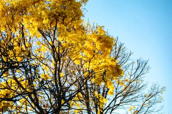 stock image Golden trumpet tree, aka Yellow Ipe. Tabebuia Alba tree, Handroanthus albus. Brazilian ip