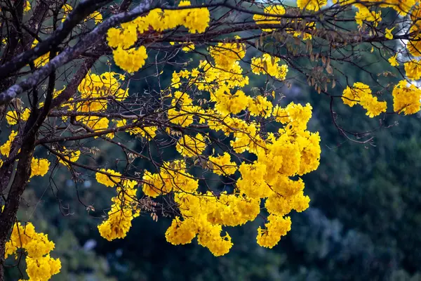 stock image Golden trumpet tree, aka Yellow Ipe. Tabebuia Alba tree, Handroanthus albus. Brazilian ip