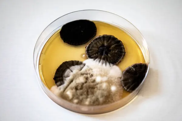 Sabouraud agar kültüründe büyüyen mantar kolonileri