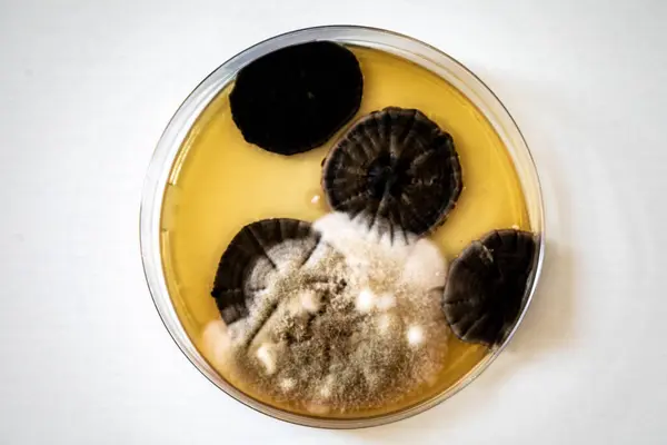 stock image Fungal colonies growing on sabouraud agar culture medium