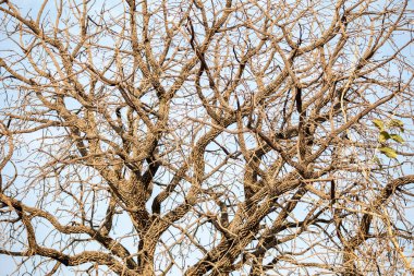 Mavi gökyüzü arka planında kuru dalları olan ağaç dokusu