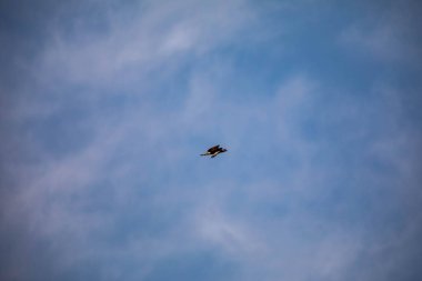 Caracara şahini Caracara planküsü mavi gökyüzünde tek başına uçuyor.