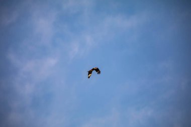 Caracara şahini Caracara planküsü mavi gökyüzünde tek başına uçuyor.