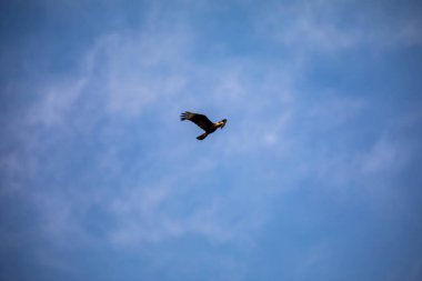 Caracara hawk Caracara plancus flying isolated on blue sky background clipart