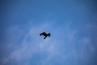 Caracara şahini Caracara planküsü mavi gökyüzünde tek başına uçuyor.