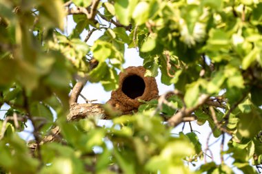 Kuş yuvası Joo de Barro topraktan yapılmış ve yaprakları ağacın gövdesinde kuruyor.