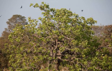 pequi tree (caryocar brasileinse) in panoramic image with a flight of swallows clipart