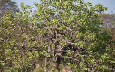 pequi tree (caryocar brasileinse) in panoramic image with a flight of swallows clipart