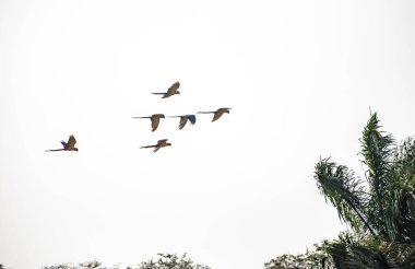 Mavi-sarı renkli Brezilya papağanları uçuyor
