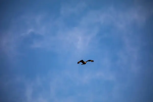 stock image Caracara hawk Caracara plancus flying isolated on blue sky background