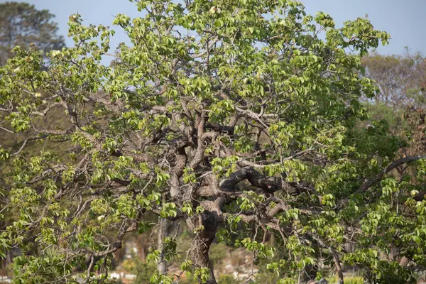 stock image pequi tree (caryocar brasileinse) in panoramic image with a flight of swallows