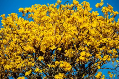Brezilya 'nın sembol ağacı, sarı ip (Handroanthus albus), Eylül ayında çiçek açar.