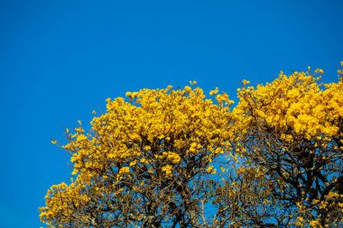 Brezilya 'nın sembol ağacı, sarı ip (Handroanthus albus), Eylül ayında çiçek açar.