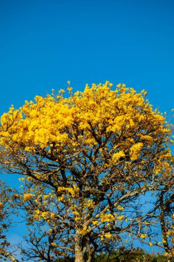 Brezilya 'nın sembol ağacı, sarı ip (Handroanthus albus), Eylül ayında çiçek açar.