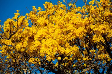Brezilya 'nın sembol ağacı, sarı ip (Handroanthus albus), Eylül ayında çiçek açar.