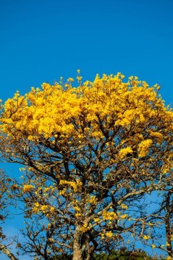 The symbol tree of Brazil, the yellow ip (Handroanthus albus), blooms in September clipart